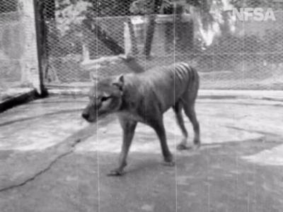 澳大利亚档案学家发现已知的最后一段关于已经绝迹的塔斯马尼亚虎（袋狼）的视频