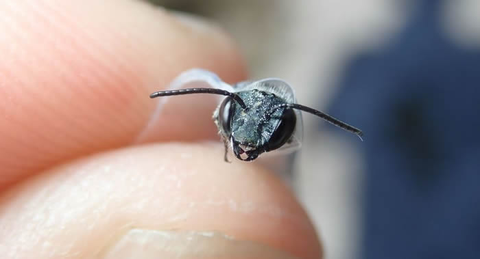 美国佛罗里达州莱克威尔士山脉发现多年未见的超稀有蓝卡拉明塔蜜蜂