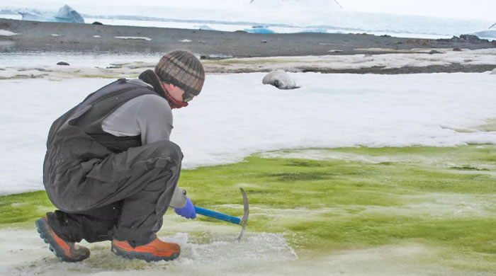 南极洲的奇异“绿雪”将随着世界气候变暖而蔓延开来