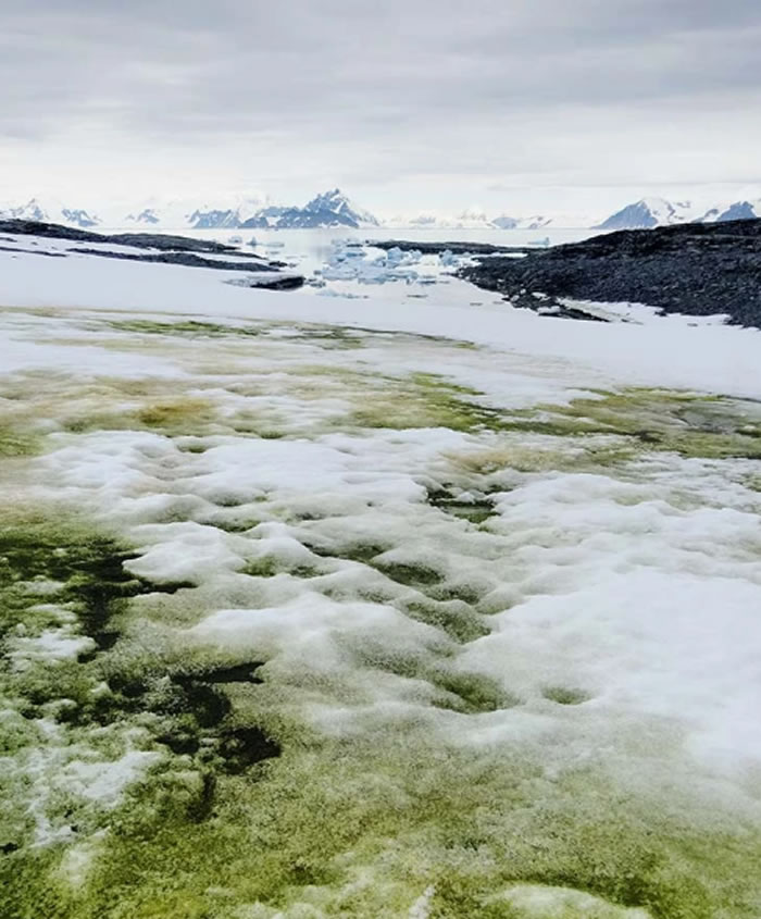 南极洲的奇异“绿雪”将随着世界气候变暖而蔓延开来