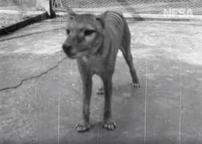 世界上最后一只塔斯马尼亚虎（袋狼）本杰明影像曝光 1935年在澳洲博马里斯动物园拍摄