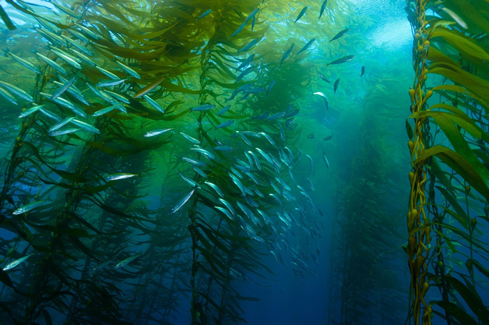 加州科提斯沙洲（Cortes Bank）的巨藻森林的海洋生活环境。 目前海水暖化和生态系统失衡的情况在巨藻森林区很严重。 PHOTOGRAPH BY BRIAN