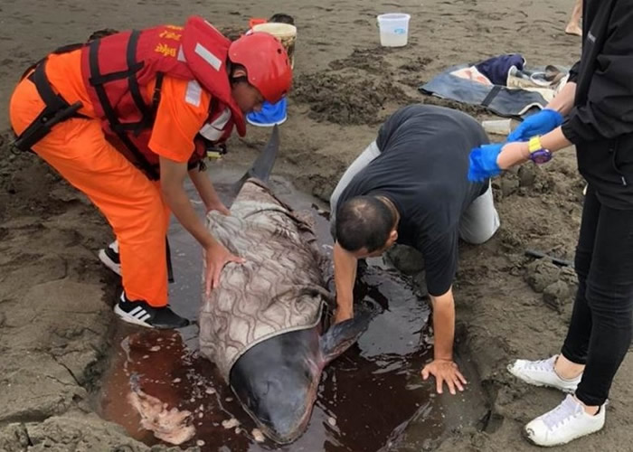 台湾桃园市观音海水浴场附近沙滩上发现搁浅小抹香鲸