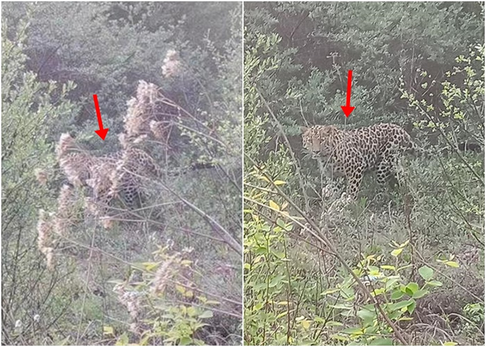 陕西省旬邑县近距离拍到极为罕见的国家一级重点保护哺乳动物金钱豹照片