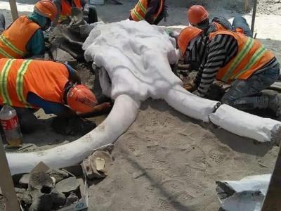 墨西哥圣卢西亚市费利佩·安赫莱斯国际机场建筑工地发现60具猛犸象化石