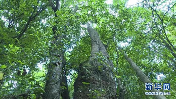 云南高黎贡山国家级自然保护区保山段发现珍稀濒危植物滇桐野生居群