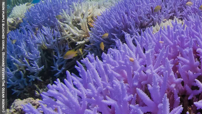 《Current Biology》：研究指白化珊瑚能用霓虹灯色素护盾进行自我恢复