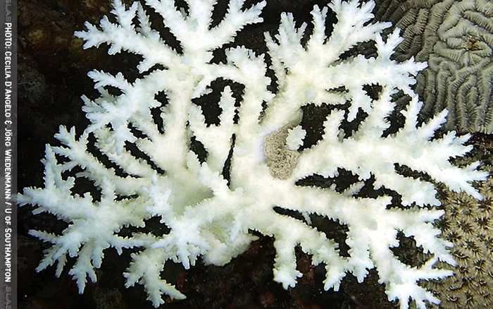 《Current Biology》：研究指白化珊瑚能用霓虹灯色素护盾进行自我恢复
