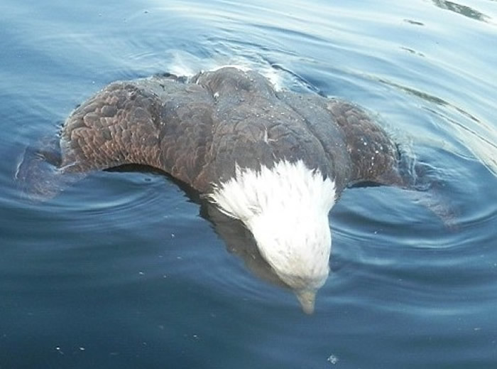 白头海雕尸体漂浮在湖面。（图／翻摄自Maine Department of Inland Fisheries & Wildlife官网）