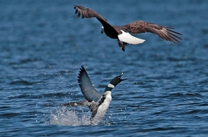 普通潜鸟通常不是白头海雕的对手。（图／翻摄自Maine Department of Inland Fisheries & Wildlife官网）
