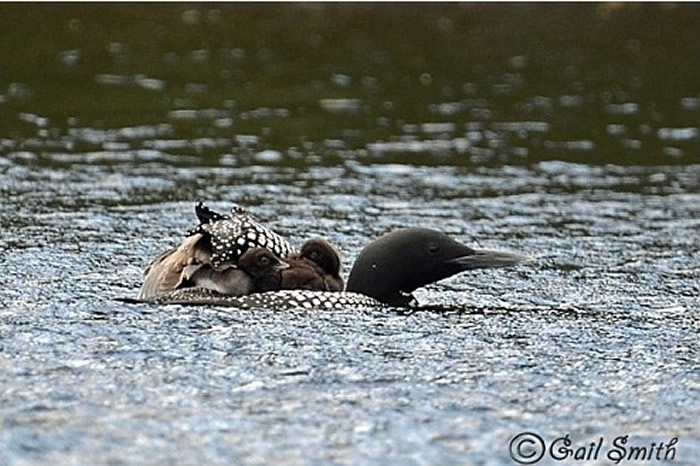 普通潜鸟通常把孩子保护在翅膀下。（图／翻摄自Maine Department of Inland Fisheries &Wildlife官网）