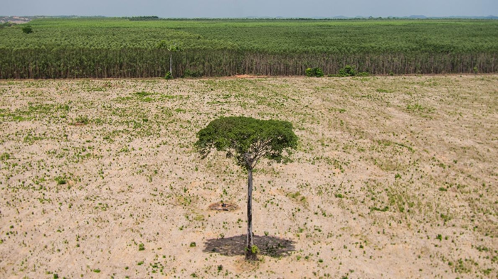 亚马逊雨林东北边缘、巴西的马拉尼昂（Maranhão）地区，一棵孤零零的硬木树，在整片的森林砍伐中逃过一劫。 PHOTOGRAPH BY CHAR