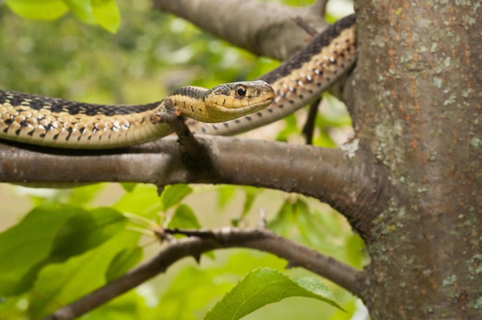 东部袜带蛇是北美洲东部的原生种。 PHOTOGRAPH BY MICHELLE GILDERS， ALAMY