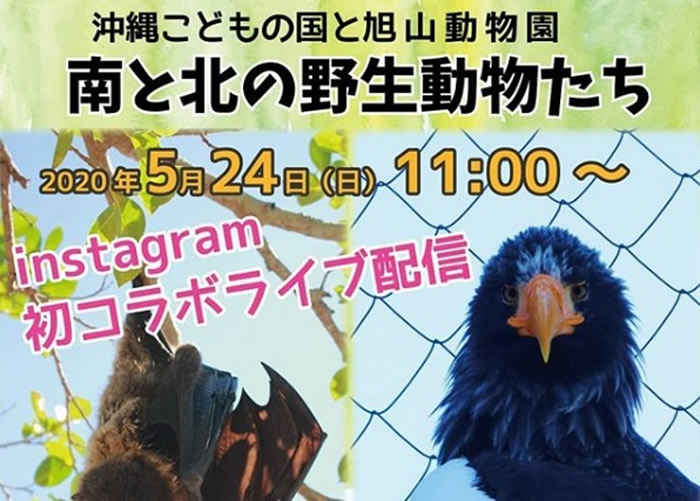 日本北海道旭山动物园及冲绳儿童王国合作在Instagram举行动物网上直播