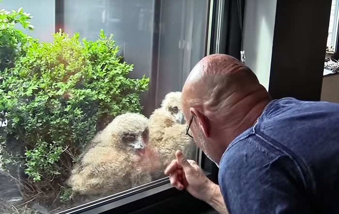比利时居民听见露台传来噪音 竟是世界上最大猫头鹰“欧洲雕鸮”在花盆里筑巢产卵