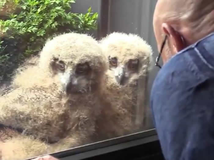 比利时居民听见露台传来噪音 竟是世界上最大猫头鹰“欧洲雕鸮”在花盆里筑巢产卵