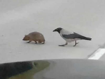 拉脱维亚奥格雷市乌鸦帮助在汽车快要接近时正过马路的呆萌刺猬