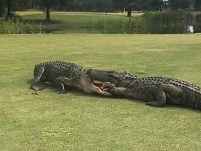 美国南卡罗莱纳州高尔夫球场 两条巨大鳄鱼在草地上互咬扭打长达2小时