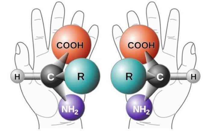 图中是左旋和右旋氨基酸分子