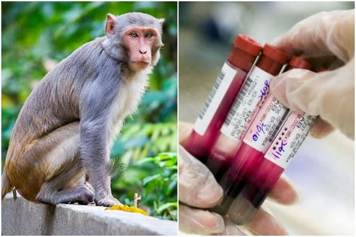 印度北方邦一群野猴抢走疑似新冠肺炎患者血样