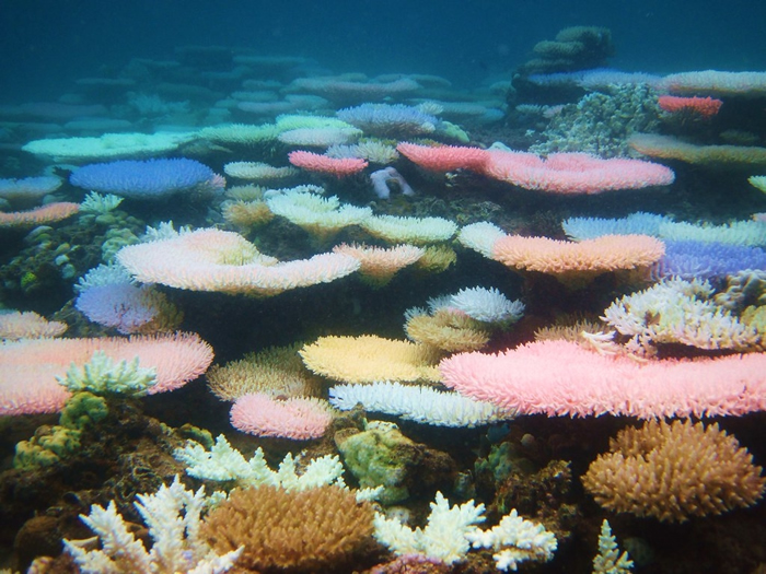 发出荧光色的珊瑚，摄于菲律宾。 照片来源：Ryan Goehrung推特
