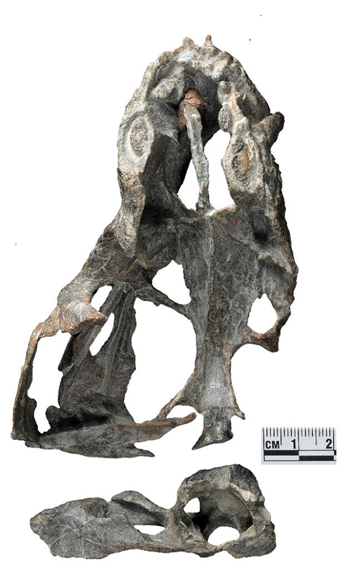 刘氏曹德尧兽化石标本（刘俊 供图）