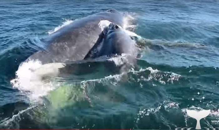 澳洲西澳弗林德斯湾母座头鲸遭5头雄鲸强逼交配 一群海豚及时相救