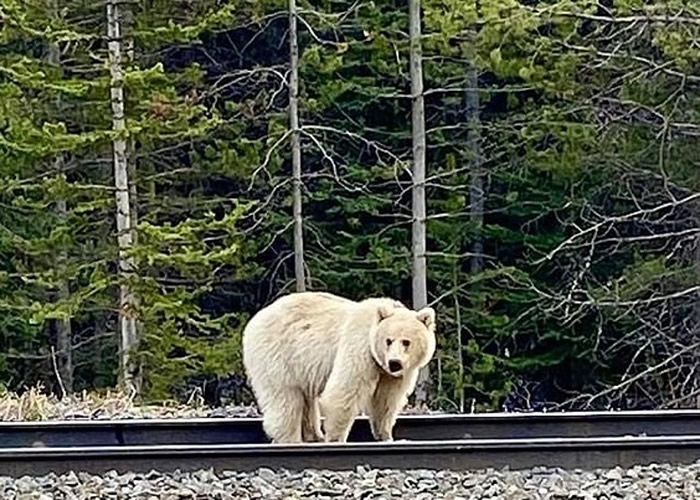 加拿大班夫国家公园高速公路惊现罕见纯白色的灰熊 非白化症引致