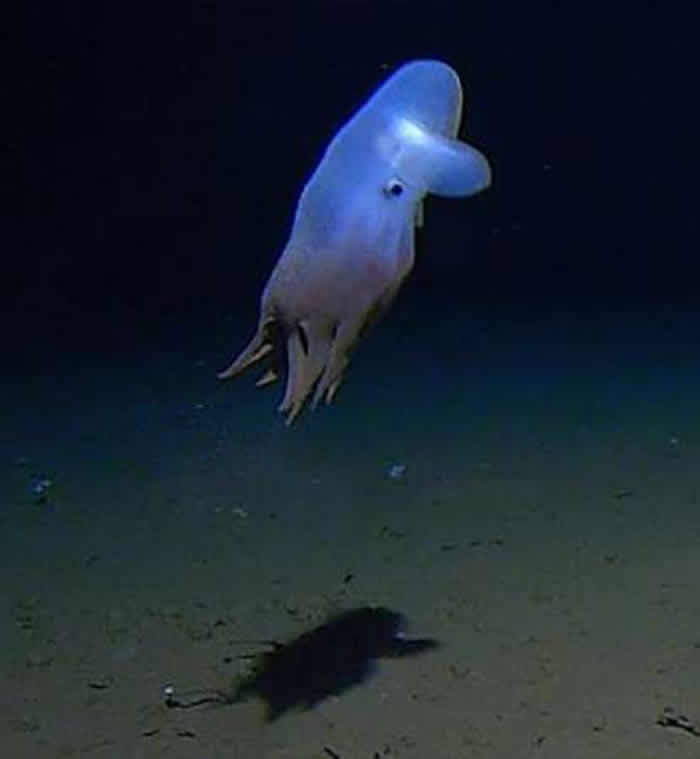 《海洋生物学》杂志：印度洋爪哇海沟七千米深海底发现“小飞象“章鱼