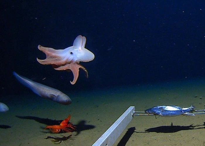 研究团队拍摄到小飞象八爪鱼（黄箭头示）在破纪录的深海活动。