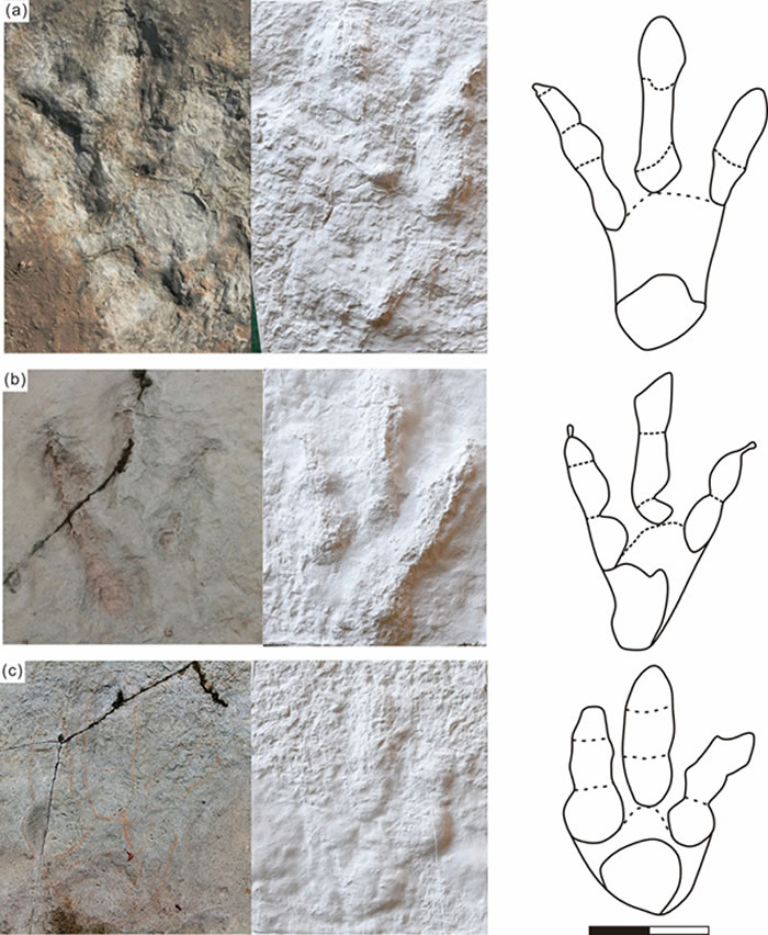 牛氏亚洲足迹（新种）野外化石照片、模型及线条图（比例尺为20 cm） （a）正型标本，（b）副型标本，（c）归入标本