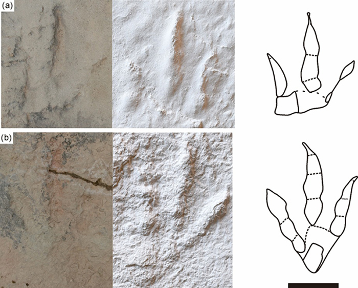 跟垫亚洲足迹野外化石照片、模型及线条图（比例尺为10cm）