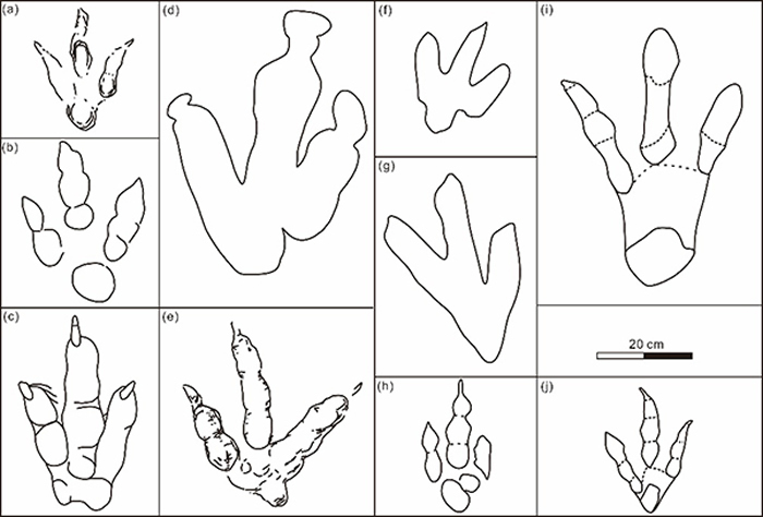 实雷龙足迹科的主要属种线条图 (a)-(h)已研究的实雷龙足迹科成员; (i)-(j)本次研究的足迹化石. (a) 跟垫亚洲足迹; (b) 粗壮亚洲足迹 (c)