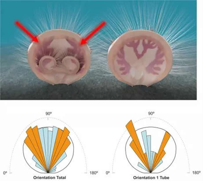 乌龙箐新圆货贝的纤毛环排列与虫管存在的窃食寄生关系：上图为壳体内部纤毛环的分布和血管（脉管）复原图，下图为管状生物在腕足动物壳体上寄生方向的玫瑰花图