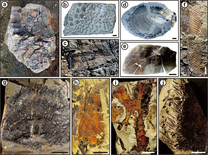 新疆塔城西准噶尔地区中—晚泥盆世一些代表性植物化石