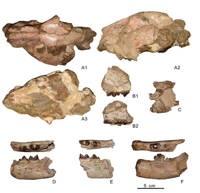 南亚地区发现的冈巴佐格豹化石