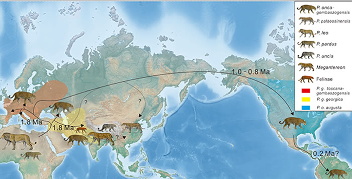 美洲豹支系迁徙路径以及早更新世南亚动物群和部分其他地区豹属物种记录示意图。（复原图为陈瑜绘制）