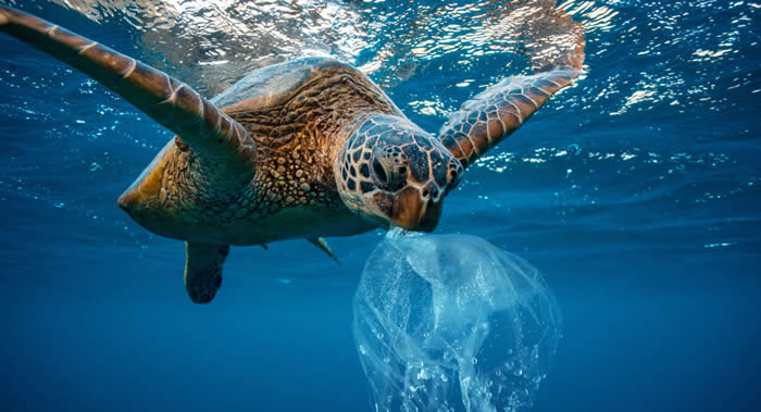 “南极2020”项目发起人菲格雷斯：世界大洋中每3千克鱼就有1千克塑料