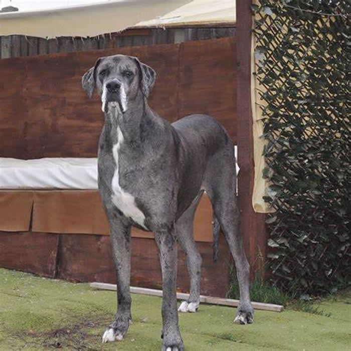 世界最高大丹犬Freddy又破吉尼斯最长寿世界纪录