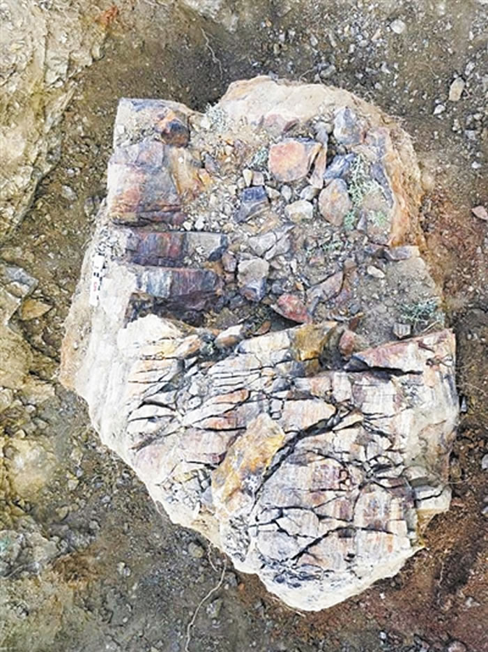 从新疆塔城地区晚泥盆世地层发现的枝蕨类植物化石