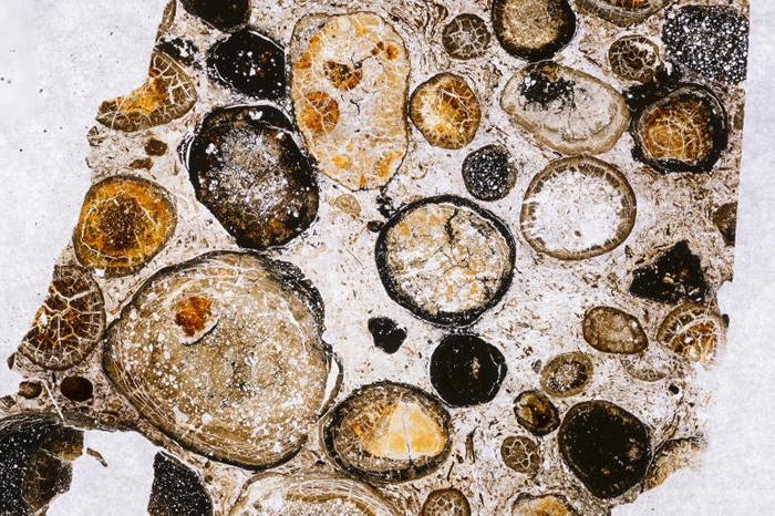 科学家将一些胃部内容物的碎片镶嵌进树脂中，从而将它们切成适合用显微镜观察的薄片，由此显示出上千片微小的植物化石。 IMAGE BY ROYAL TYRRELL