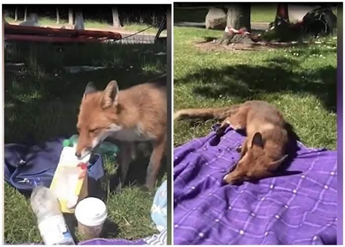 英国因弗内斯郡新晋妈妈户外野餐时发生趣事 小狐狸趁她不在意时偷走三文治