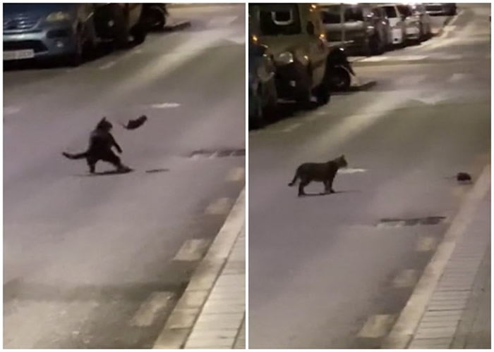 西班牙马拉加街头上演猫鼠大战 凶猛老鼠吓退大黑猫