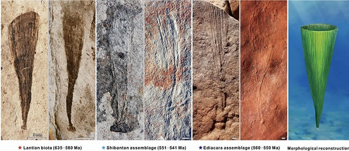华南埃迪卡拉纪早期蓝田生物群（635-580 Ma）、埃迪卡拉纪晚期石板滩生物群（551-539 Ma）和澳大利亚埃迪卡拉生物群（560-550 Ma）产出的F
