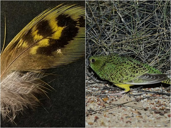 澳洲神秘夜鹦鹉消失170年，找到一片羽毛证实未绝种。（图／翻摄自Australian Wildlife Conservancy）