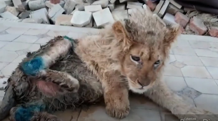俄罗斯摄影师打断年幼小狮子后腿防止它和游客合影时逃跑 普京震怒下令彻查