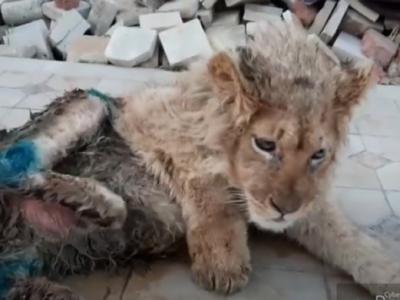 俄罗斯摄影师打断年幼小狮子后腿防止它和游客合影时逃跑 普京震怒下令彻查