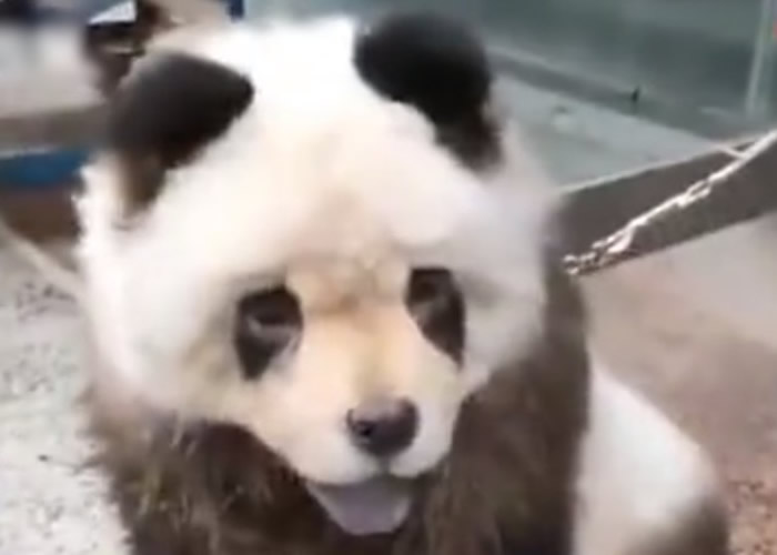 四川省乐山市有人当街“遛大熊猫”？原来是松狮犬