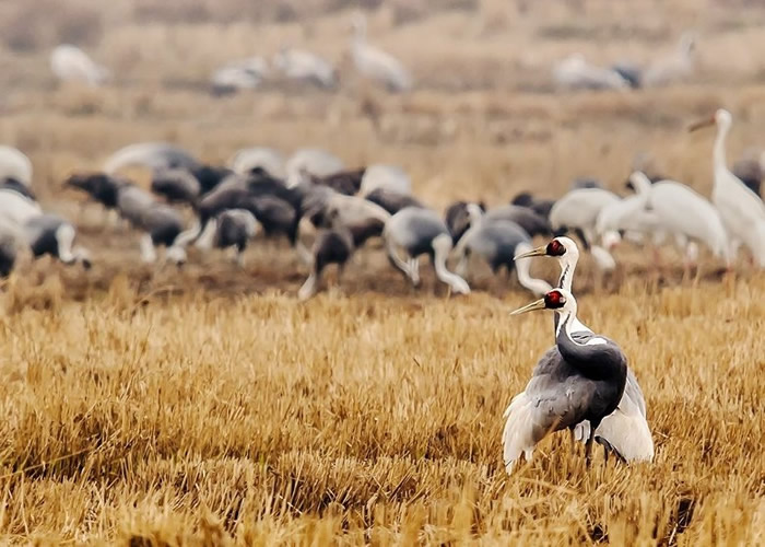 江西鄱阳湖野外草洲发现国家二级保护动物白枕鹤 是近5年来首次在夏日出现