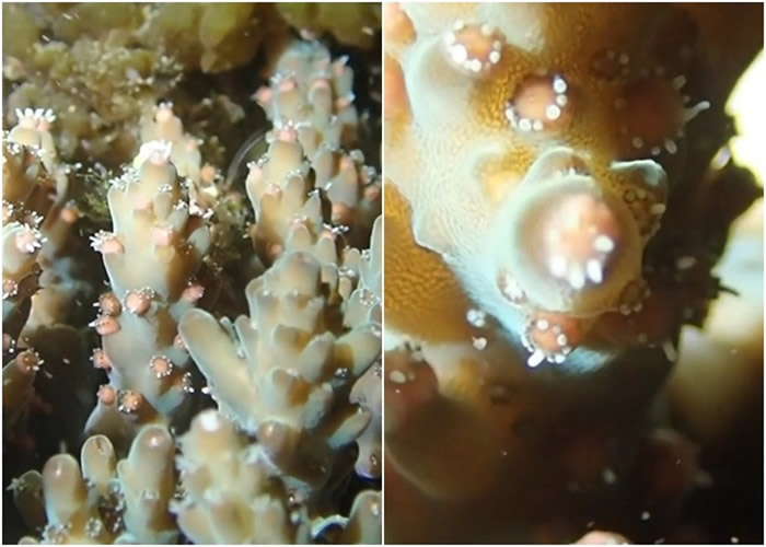 广东海洋大学深圳研究院廖宝林团队拍摄到每年一次的霜鹿角珊瑚排卵过程